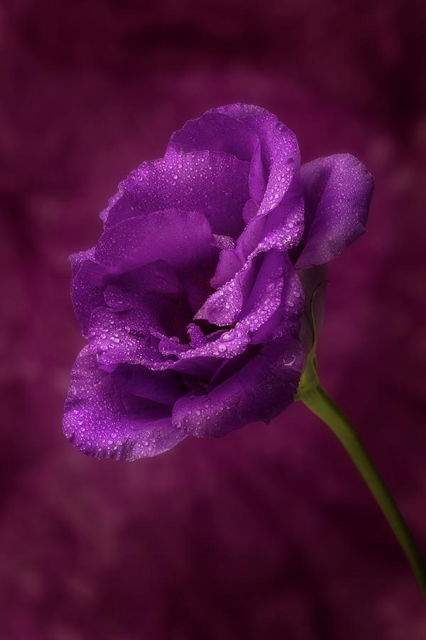Purple Blossom with morning dew Photograph by Garry McMichael