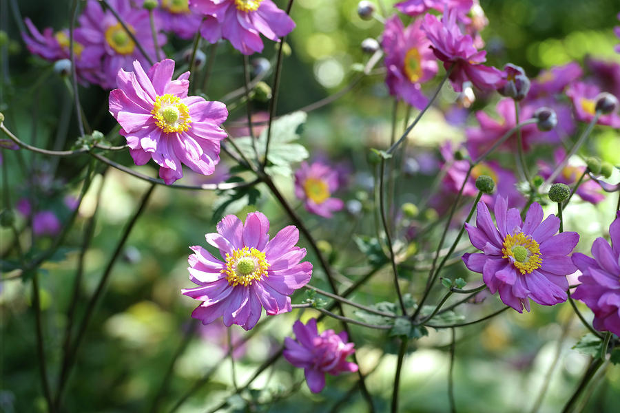 purple blossom