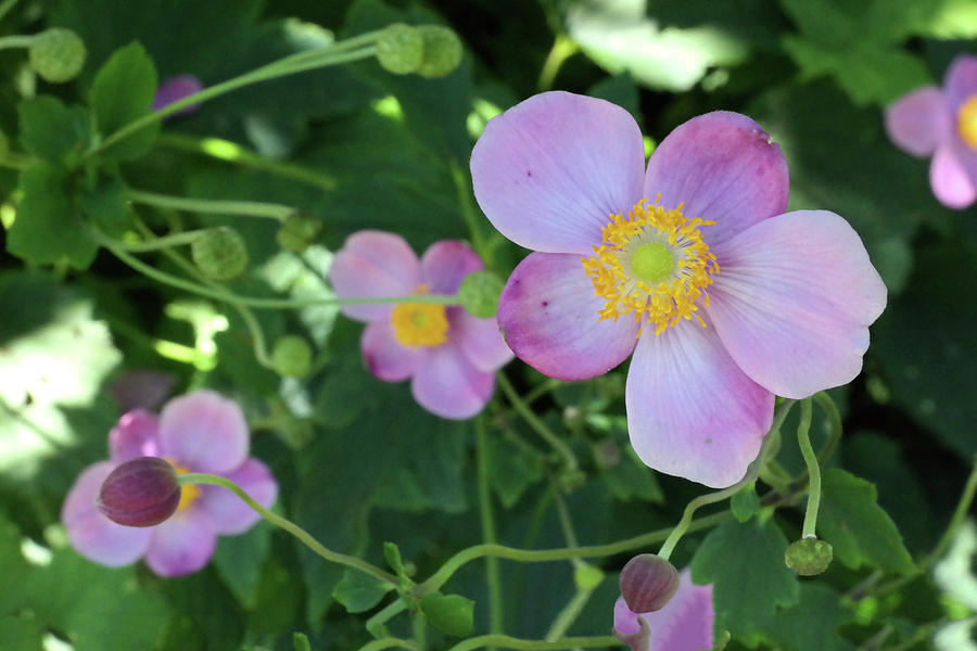 purple blossom