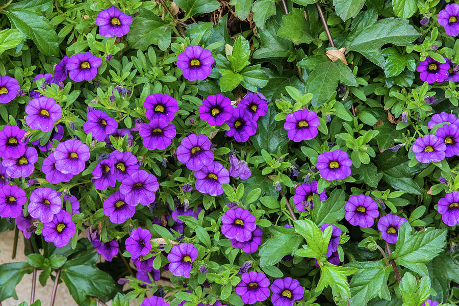 Purple Blossoms  Photograph by David Drew