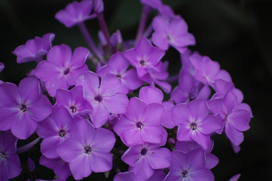 Floral Photograph - Purple Blossoms by David Lane