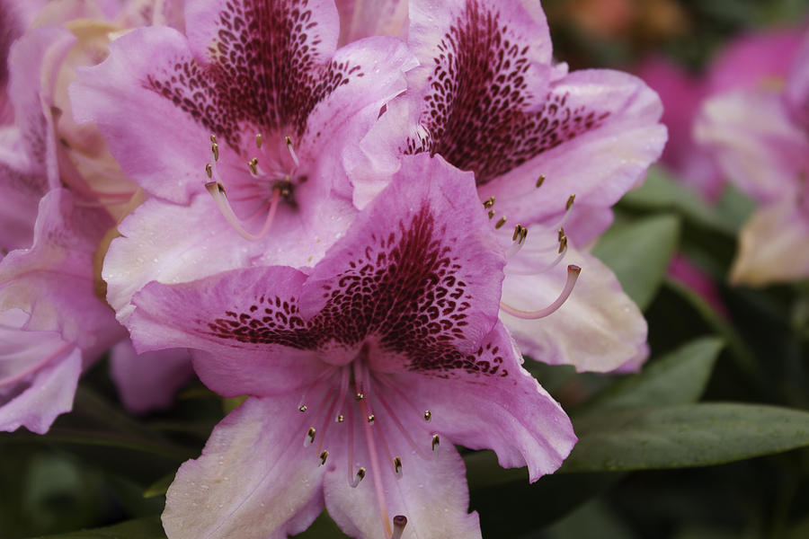 Purple Blossoms Photograph by Donna L Munro