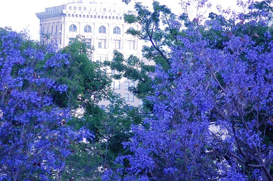 Los Angeles Photograph - Purple Blossoms Downtown Los Angeles by Matt Quest