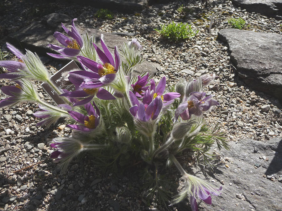 Purple Blossoms  in a Rock Garden Photograph by Margie Avellino