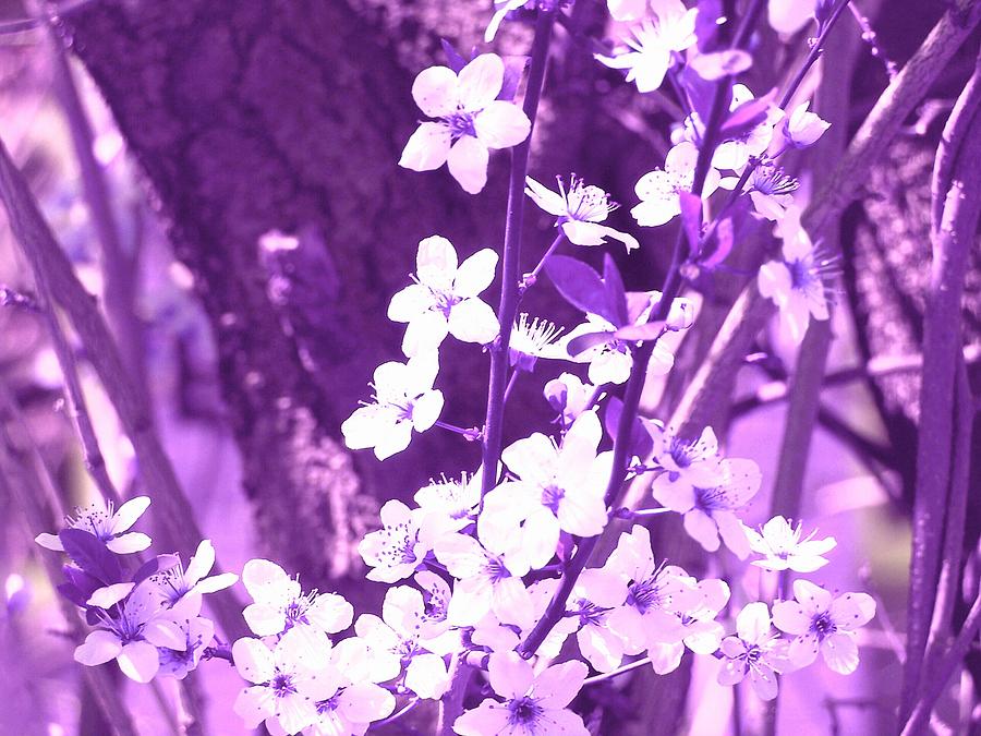 purple blossom