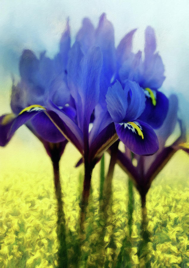 Wall Hanging Mixed Media - Purple Blue Iris In A Field Of Yellow by Georgiana Romanovna