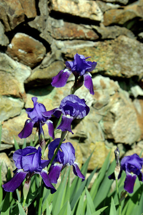 Purple Blue Irises Against Stone Photograph
