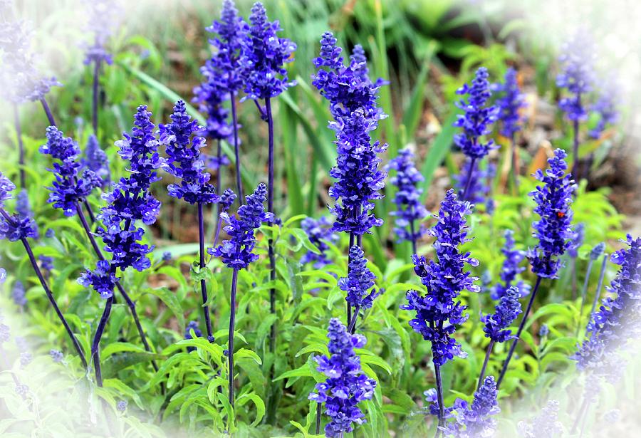 Purple Blue Salvia Photograph by Cynthia Guinn