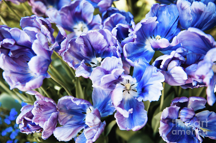 Purple blue tulips blooming abstract Photograph by Arletta Cwalina