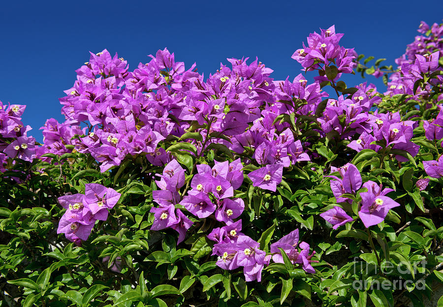 Purple Bougainvillea Photograph by Mikehoward Photography