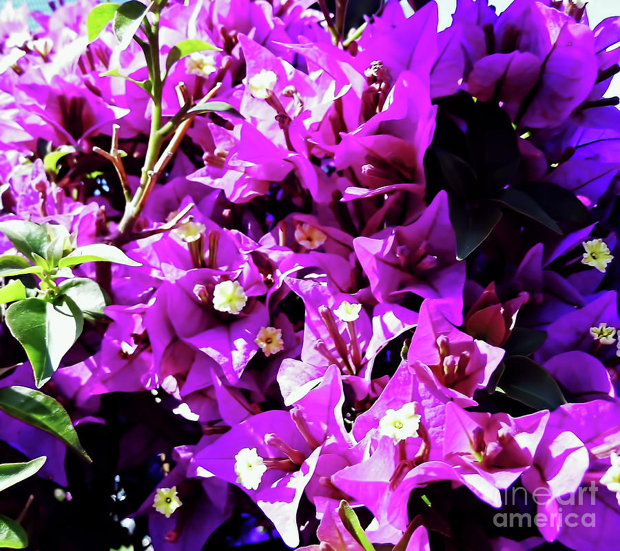 Purple - Bougainvillea - Plant Photograph by D Hackett
