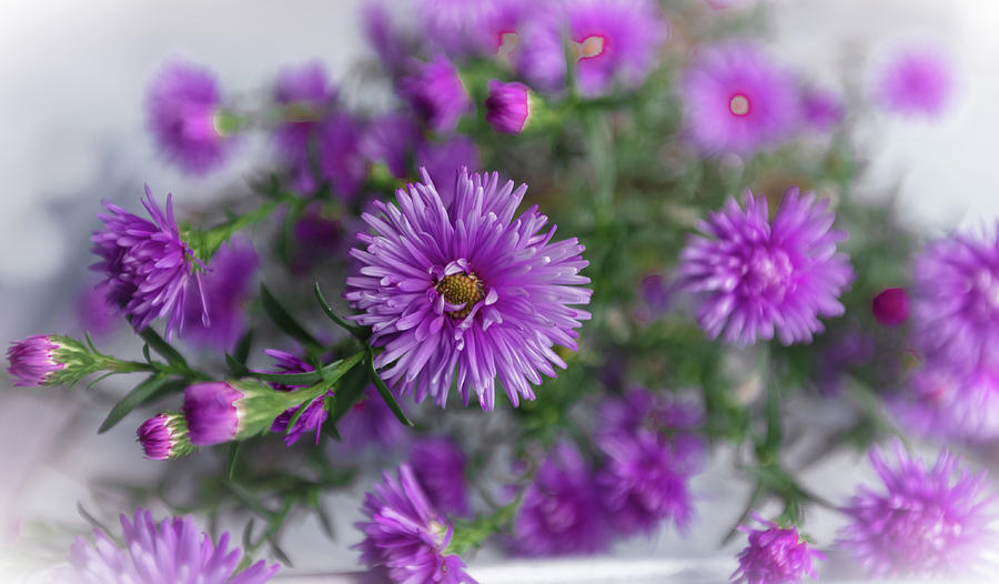 Purple Bouquet 1 Photograph