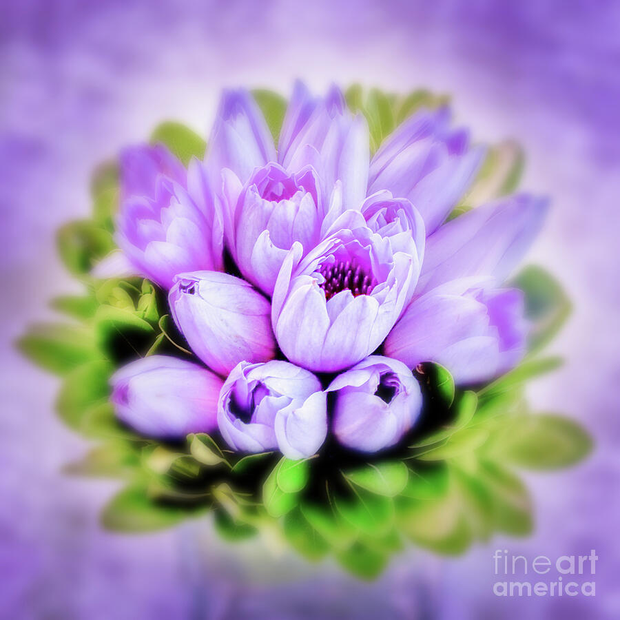 Purple waterlilies bouquet Photograph by Delphimages Photo Creations