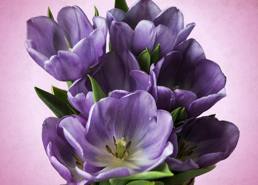 Spring Photograph - Purple Bouquet by Phyllis Taylor