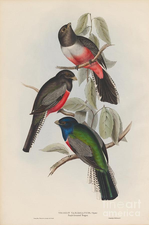 Purple-breasted Trogon Painting by Celestial Images