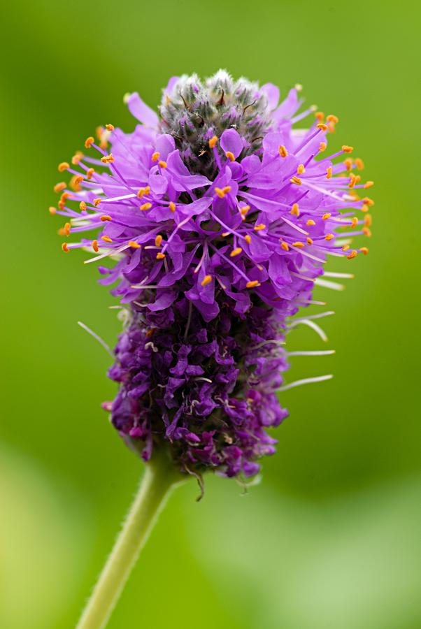 Nature Photograph - Purple Bristle Brush by Larry Ricker