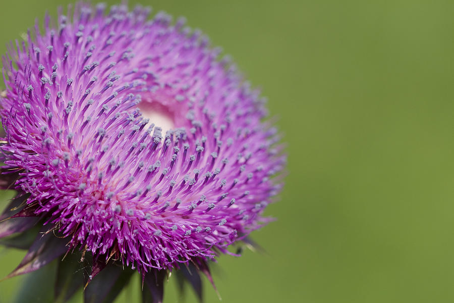 Purple Bristle Thistle - Alabama Wildflower Photograph by Kathy Clark