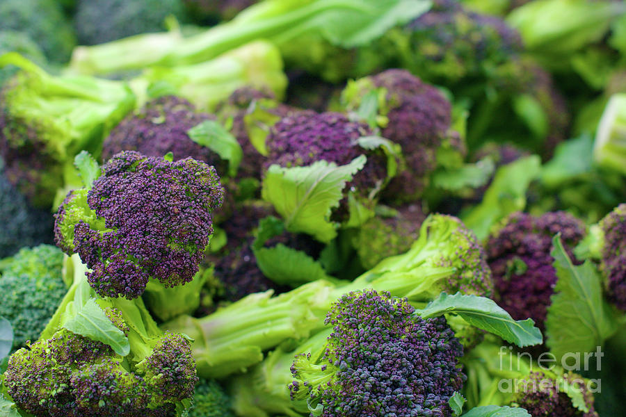 Purple Broccoli Photograph by Bruce Block