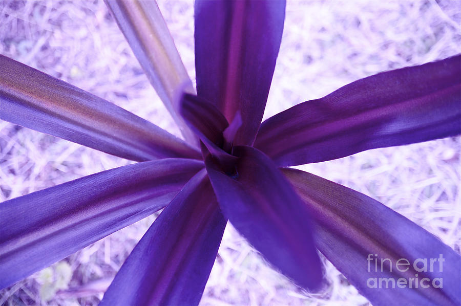 Bright Photograph - Purple Bromeliad by Kicka Witte - Printscapes