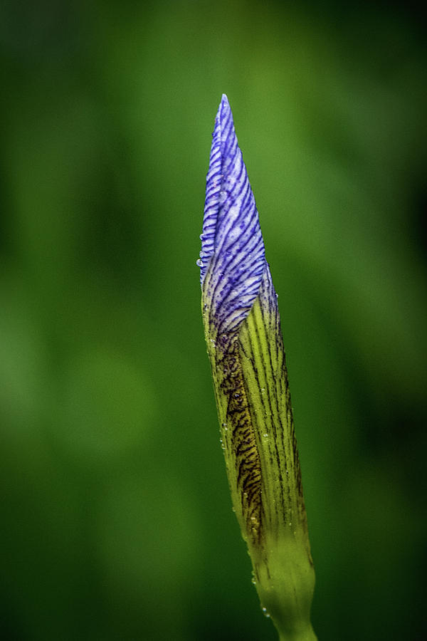 Purple Bud Photograph by Paul Freidlund
