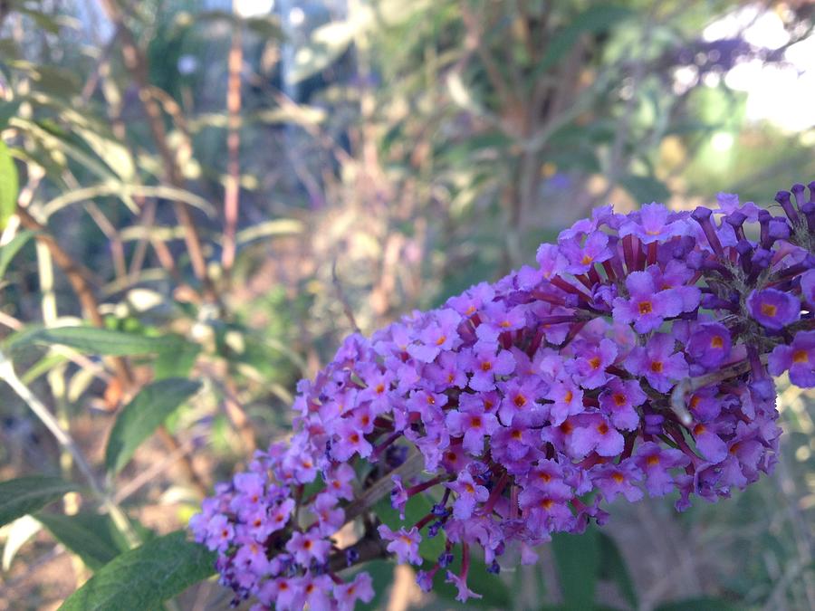 Purple Buddleia Davidii by Iris Newman Purple Buddleia Davidii by Iris Newman