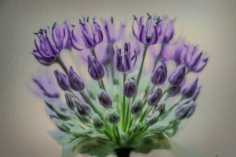 Purple Burst Texture Photograph by Liz Albro