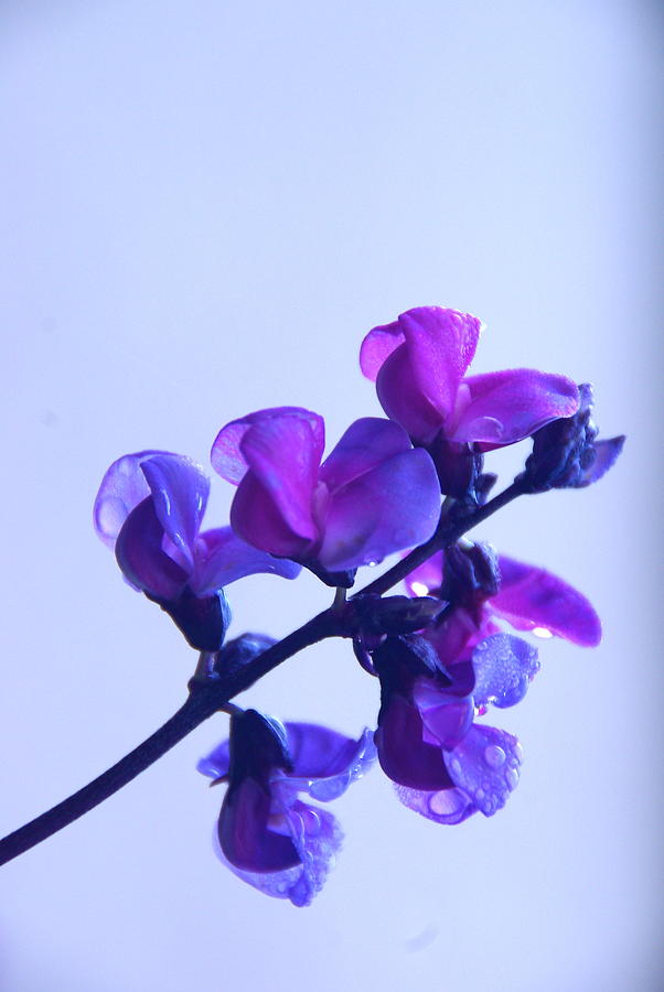 Floral Photograph - Purple  by Byron Varvarigos