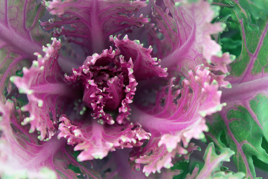 Purple Cabbage Photograph by Joseph Skompski