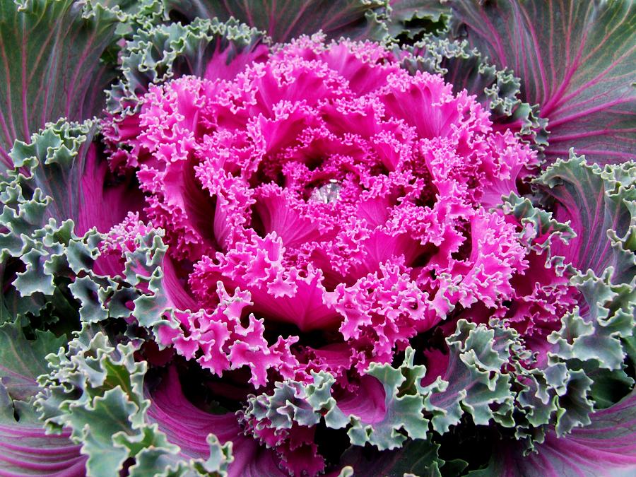 Purple Cabbage Photograph by Michiale Schneider