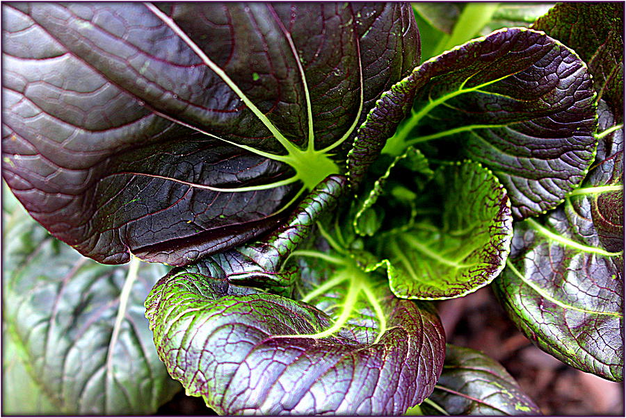 Vegetable Photograph - Purple Cabbage by Mindy Newman