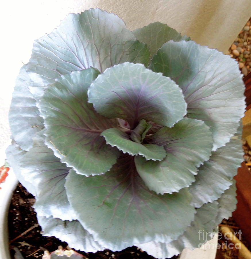 Purple Cabbage Progression Painting by Jenny Lee