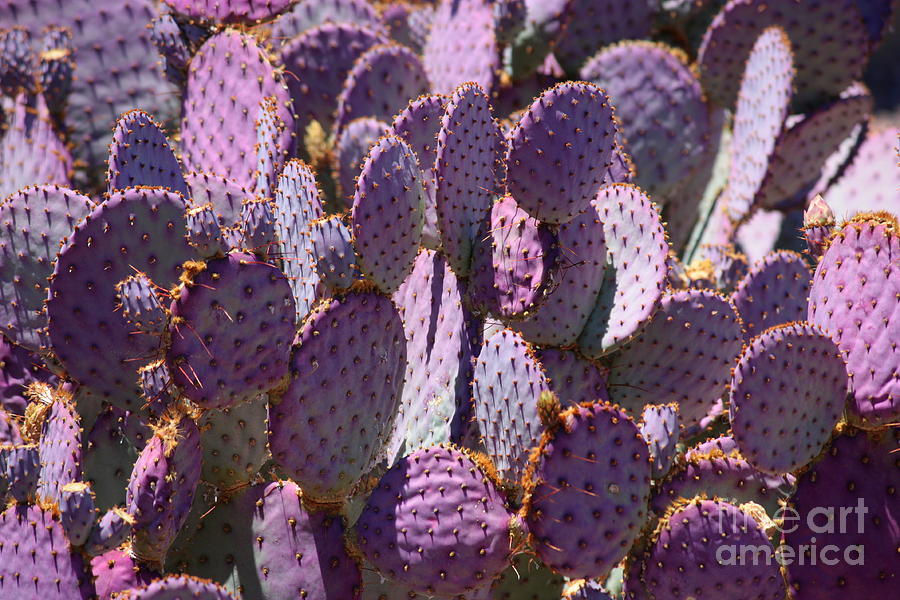 Purple Cacti Photograph by Carol Groenen