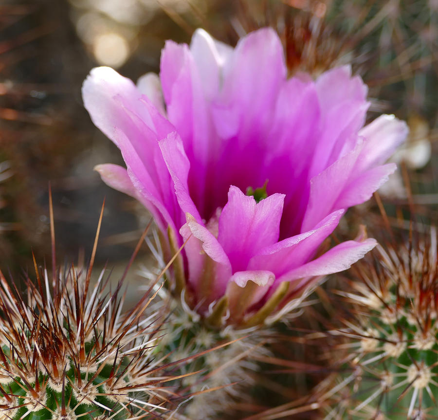 Purple Cactus Bloom Photograph by Laurel Powell