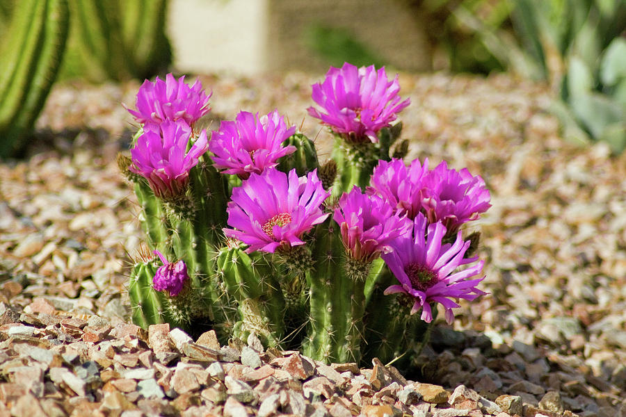 Purple Cactus Blooms Photograph by Bill Barber