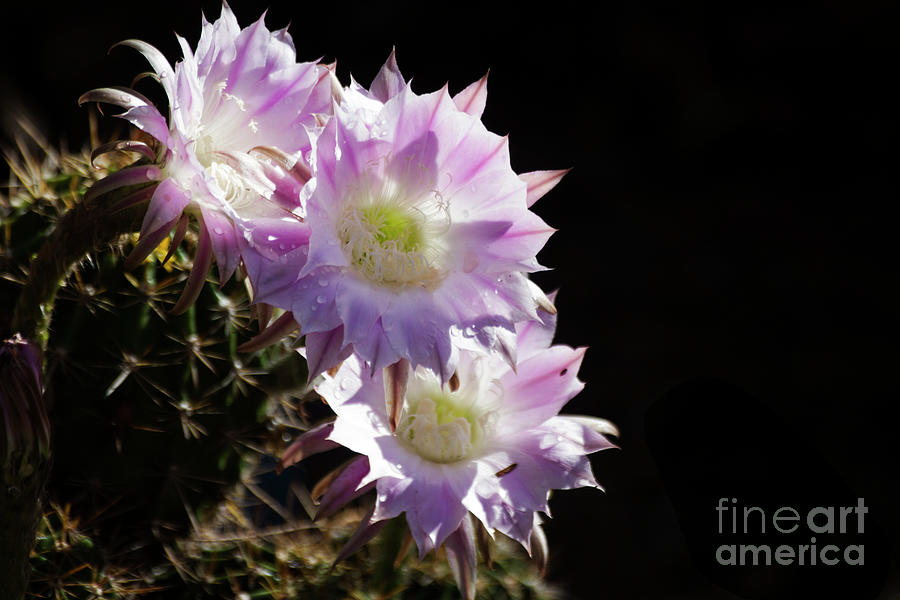 Purple cactus blooms Photograph by Ruth Jolly