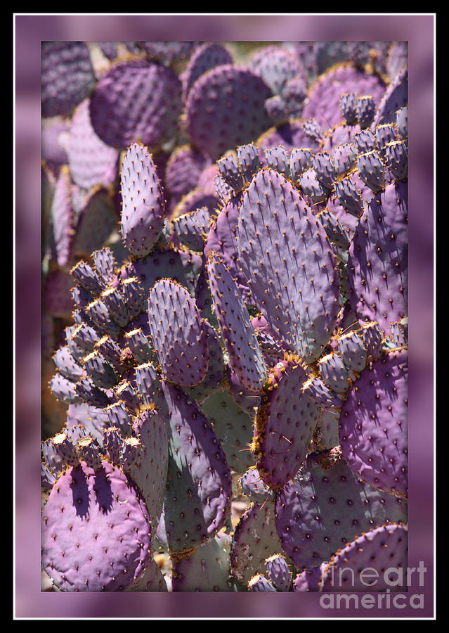 Purple Cactus Canvas Photograph by Carol Groenen