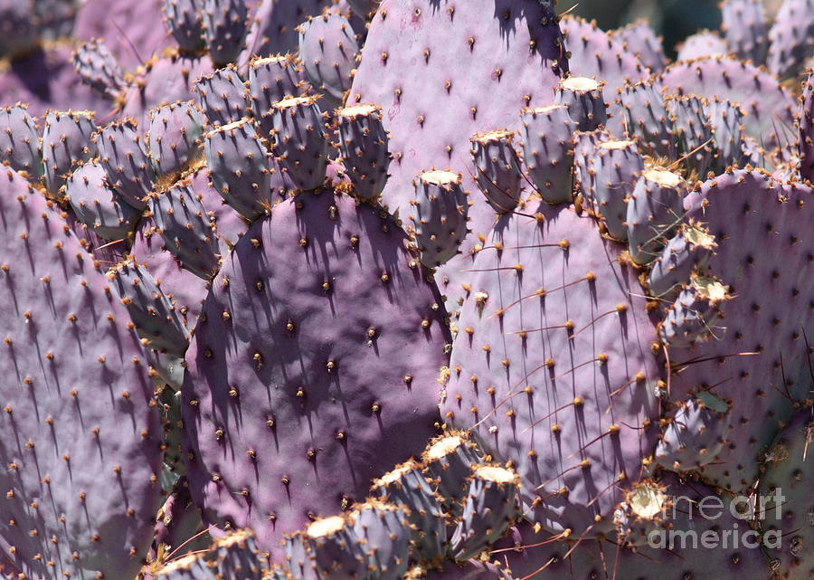 Purple Cactus Closeup Photograph by Carol Groenen