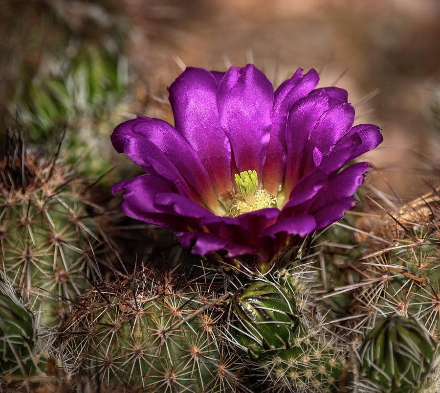 Purple Cactus Flower  Photograph by Saija Lehtonen