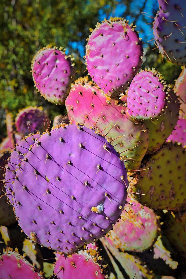 Purple Cactus II Photograph by Mark Mitchell