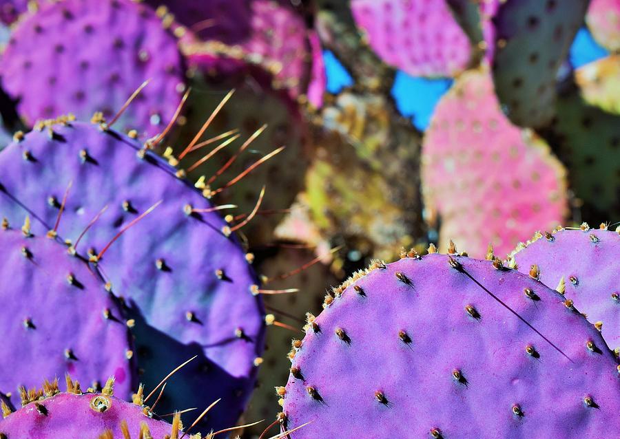 Purple Cactus Photograph by Mark Mitchell