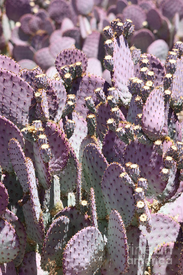 Purple Cactus Vertical Photograph by Carol Groenen