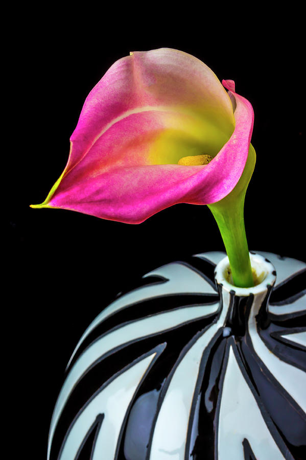 Purple Cala Lily In Striped Vase Photograph by Garry Gay