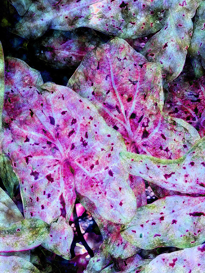 Purple Caladium Photograph by Diane DiMarco | Pixels