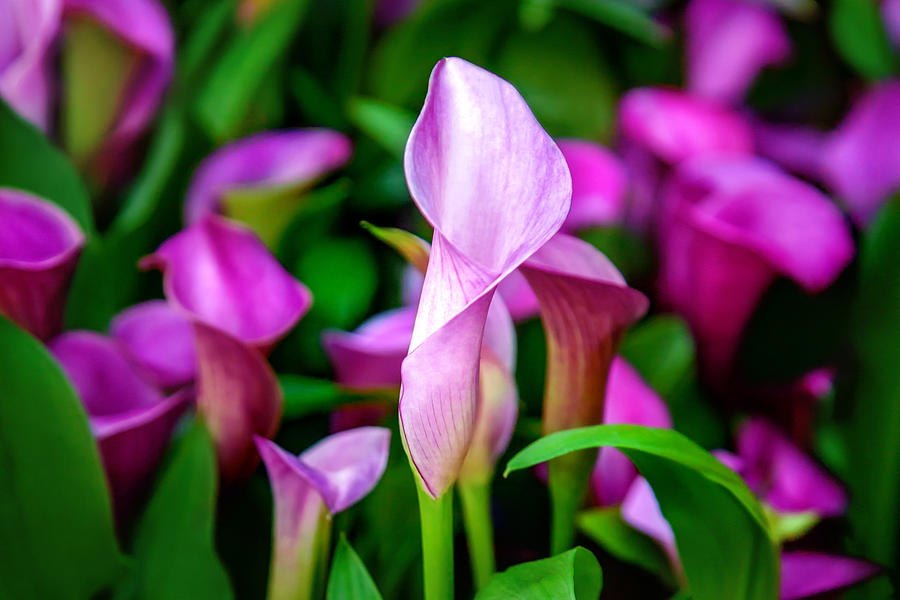 Spring Photograph - Purple Calla Lilies by Az Jackson