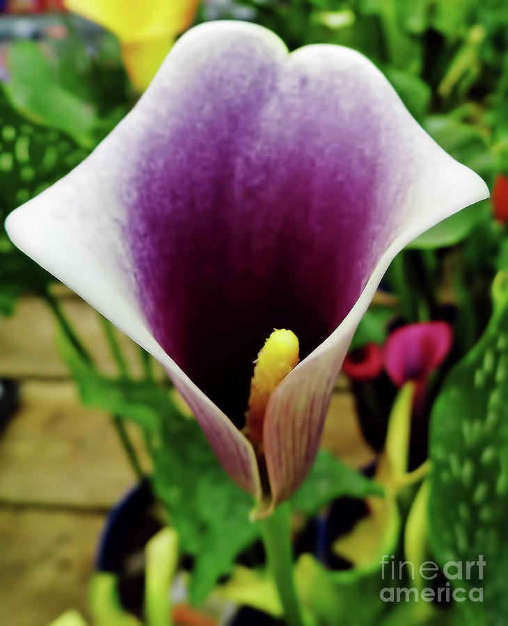 Purple - Calla Lily - Bloom Photograph by D Hackett