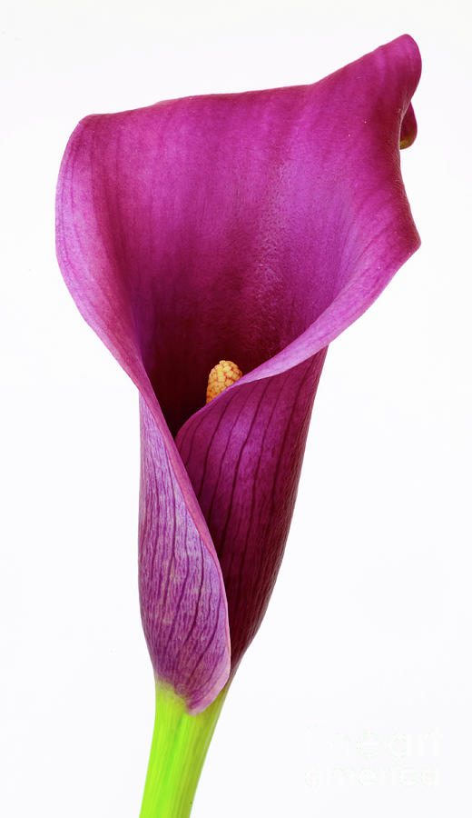 Purple Calla Lily Photograph by Colin Rayner