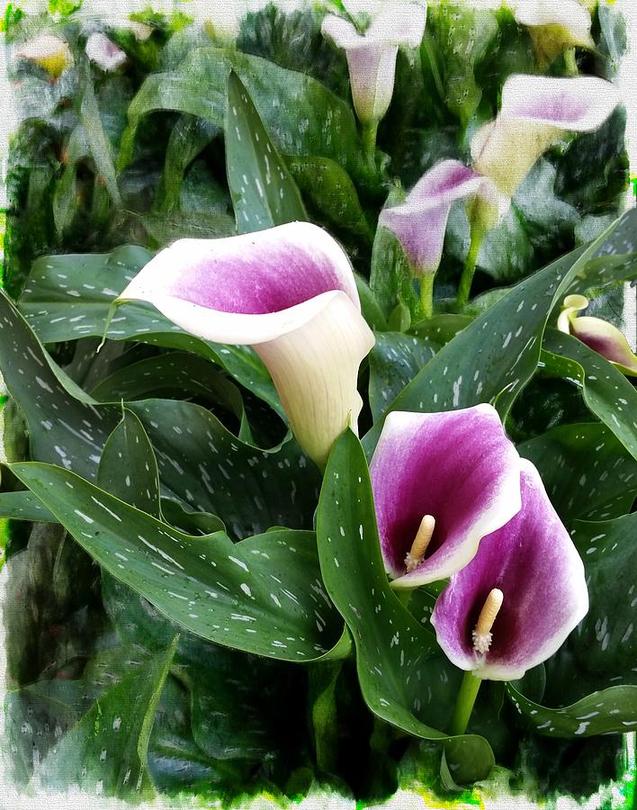 Purple Calla Lily Photograph by Joe Duket