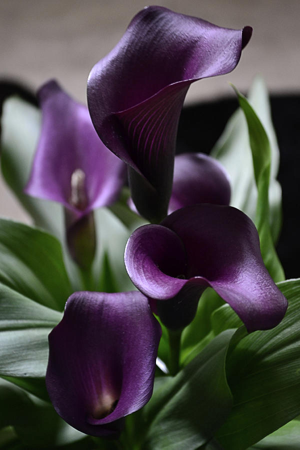 Purple Callas Photograph by Nadalyn Larsen