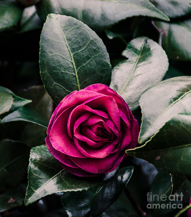 Purple Camellia   Photograph by Andrea Anderegg
