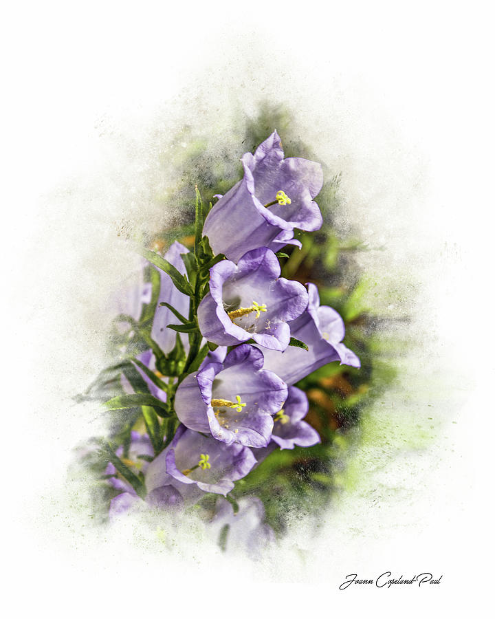 Nature Photograph - Purple Canterbury Bells by Joann Copeland-Paul